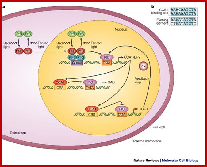 Phytochrome photosensory signalling networks