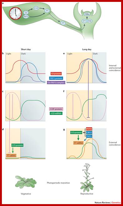 Photoperiodic regulation of flowering initiation in Arabidopsis thaliana.