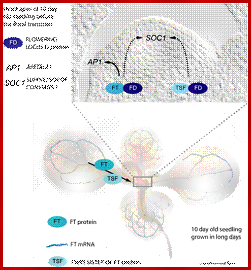 Description: <p>Figure 2. FT fulfills the criteria for the flowering hormone  Florigen.<i> FT</i> and its closest relative <i>TSF</i> are expressed in the leaf veins from where the protein moves to the shoot apex. The proteins interact directly with the transcription factor FD and trigger transcriptional reprogramming that switches the vegetative apical meristem into an inflorescence meristem [4]. Expression of <i>FT</i> is stronger than that of <i>TSF</i> explaining that the effect of a mutation in the<i> TSF</i> gene is best visible in a <i>ft</i> mutant background.</p>