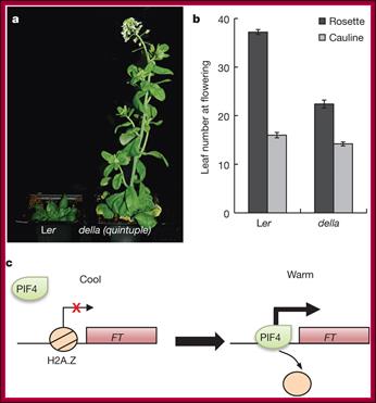 Description: http://mol-biol4masters.masters.grkraj.org/html/Gene_Expression_II6-Plants_More_Promoter_Elements_files/image072.jpg