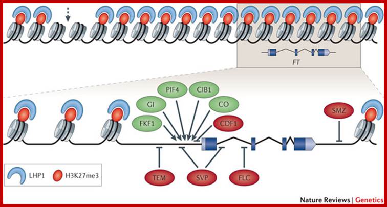 The genetic basis of flowering responses to seasonal cues