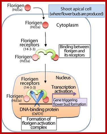 Fig. 1 Mechanism of flowering by binding between florigen and its receptors in shoot apical cells