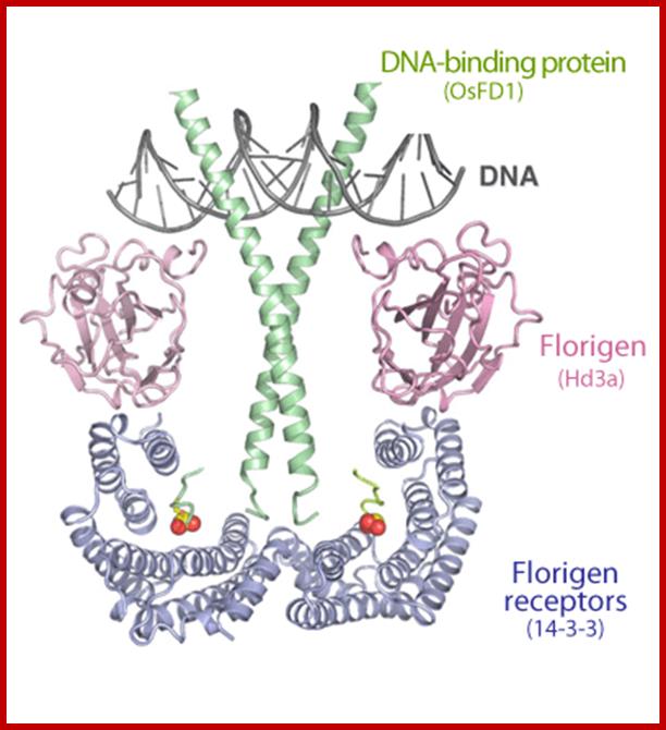 Fig. 2 Crystal structure of florigen activation complex