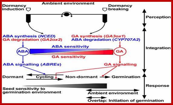 dormancy-germination_model.jpg