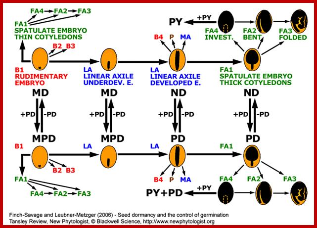 angiosperm seed evolution