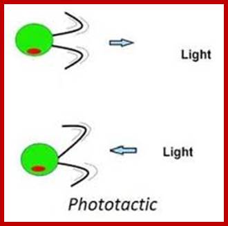 Image result for Phototactic plant movements