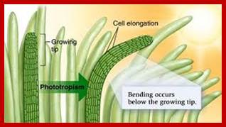 Image result for Phototropic Plant movements