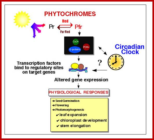 Phytochrome and the Circadian Clock