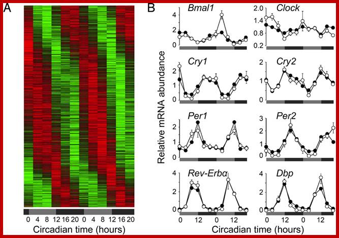 Image result for The microarray of expressed genes circadian Rhythm