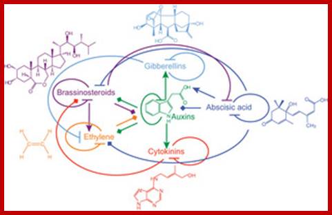 Description: Phytohormone structures and functional interactions.