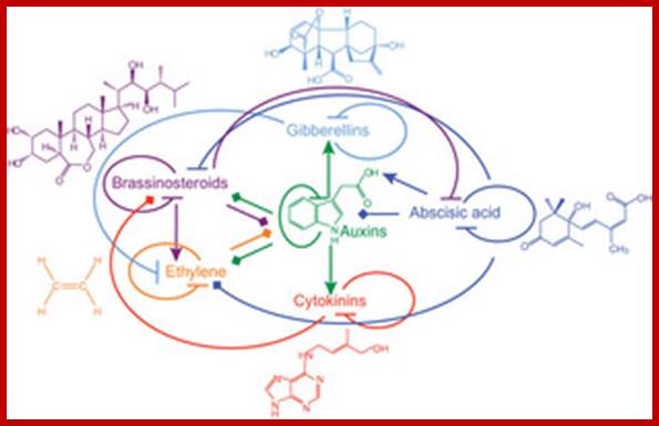 Phytohormone structures and functional interactions.