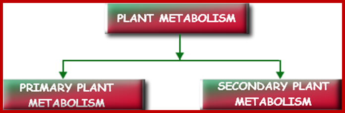 Types of Plant Metabolism