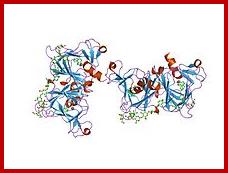 PDB 1lrh EBI.jpg