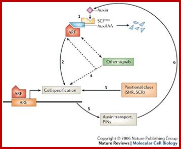 Auxin in action: signalling, transport and the control of plant growth and development