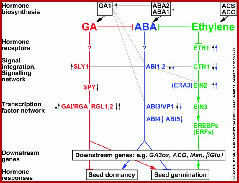 hormonal interactions