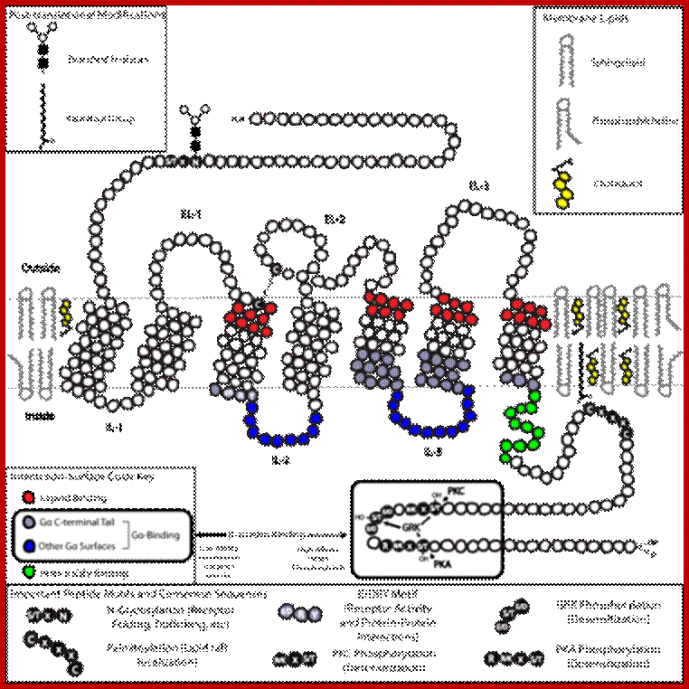 Description: https://upload.wikimedia.org/wikipedia/commons/thumb/3/37/GPCR_in_membrane.png/500px-GPCR_in_membrane.png