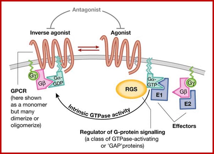 Description: Figure 1.