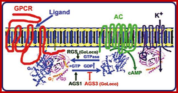 Description: http://labs.bio.unc.edu/Jones/2010Project/images/image002.gif