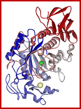 Description: Salivary alpha-amylase 1SMD.png