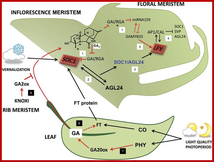 Description: http://jxb.oxfordjournals.org/content/60/7/1979/F2.large.jpg