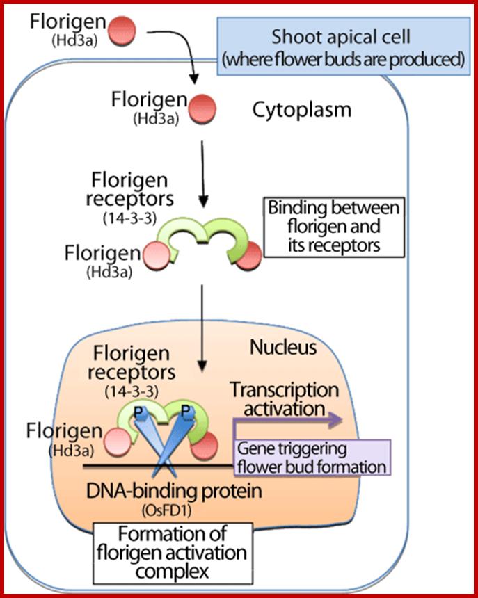 Fig. 1 Mechanism of flowering by binding between florigen and its receptors in shoot apical cells