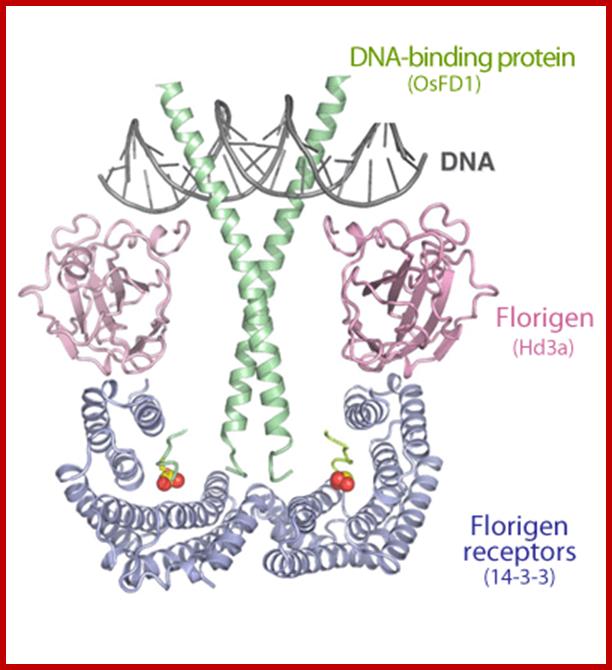 Fig. 2 Crystal structure of florigen activation complex