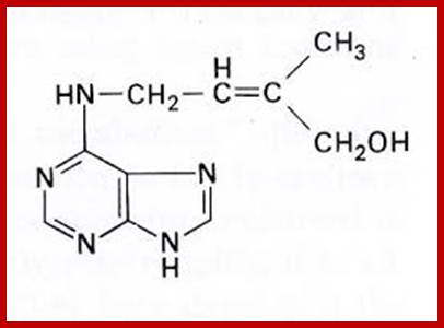 Image result for examples of synthetic cytokinins