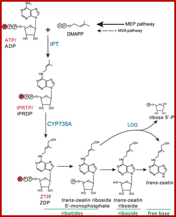 Description: http://www.bioone.org/na101/home/literatum/publisher/bioone/journals/content/arbo.j/2014/15438120-12.1/tab.0168/20140114-01/images/medium/f02_01.gif