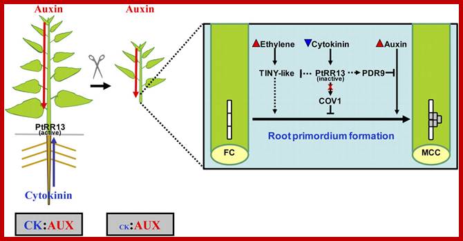 Cytokinins In Plants Figure 6.