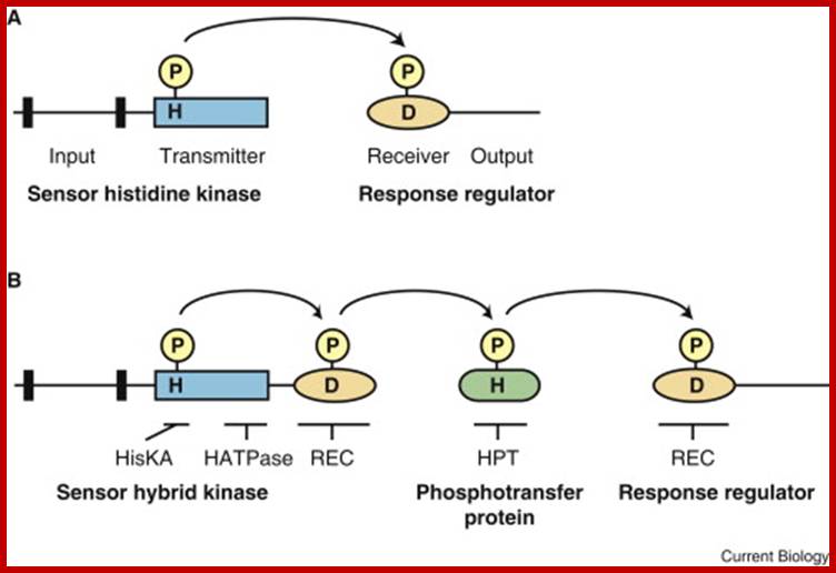 Thumbnail image of Figure 1. Opens large image