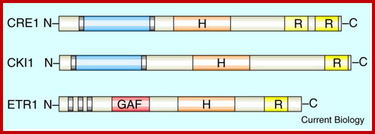 Three two-component histidine kinase proteins in Arabidopsis. CKI1 and CRE1 are ...