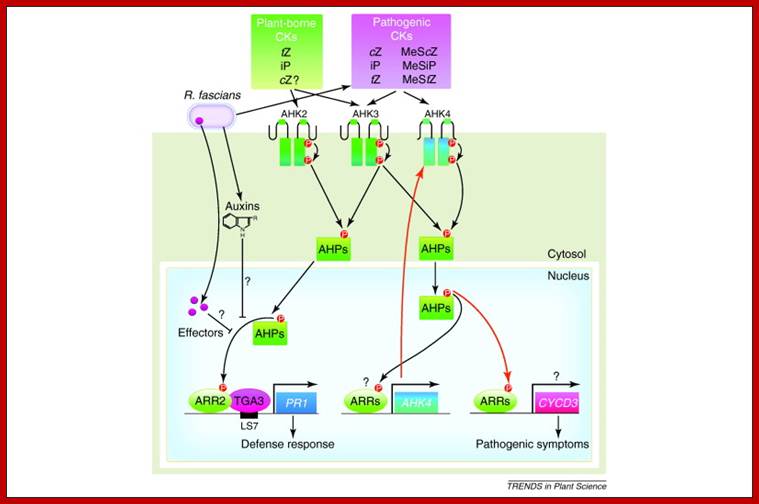 Description: Thumbnail image of Figure 1. Opens large image