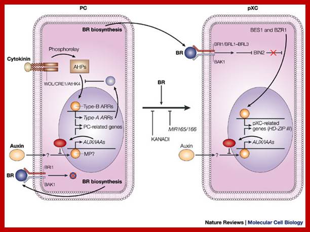 Signals that control plant vascular cell differentiation