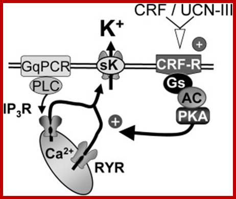 Image result for CRF6 in cytosol