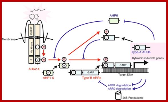 Description: https://static-content.springer.com/image/art%3A10.1186%2Fs12915-015-0214-5/MediaObjects/12915_2015_214_Fig2_HTML.gif