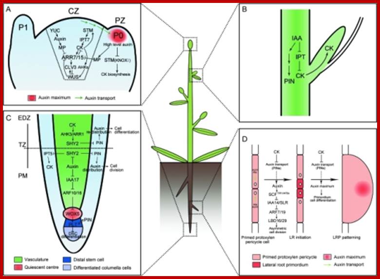 Molecular Mechanisms of Auxin and Cytokinin Interaction in the Regulation of Plant Meristem Development.(A) In CZ of shoot meristem, ARR7 and ARR15 act as integrative factors in auxin and cytokinin signaling pathways. Auxin represses the expression of ARR7 and ARR15 while cytokinin promotes their expression through a STM-dependent pathway. Both of them regulate the expression of WUS in a negative feedback loop, critical for stem-cell formation. During the formation of lateral organ primordia, a high level of auxin transported from CZ blocks the biosynthesis of cytokinin by suppressing KNOXI function in PZ. CZ, central zone; PZ, peripheral zone; P0/P1, organ primordia.(B) Auxin is transported from the shoot apex to repress cytokinin biosynthesis, leading to the inhibition of axillary bud growth.(C) In the root meristem, auxin promotes the expression of PINs through the degradation of SHY2 proteins, resulting in the maintenance of an auxin gradients and cell division. In contrast, cytokinin impedes the expression of PINs by stimulating the expression of SHY2, leading to auxin redistribution and cell differentiation. Auxin also plays an important role in the differentiation of root DSC by mediating the expression of WOX5 and PLT. PM, proximal meristem; EDZ, elongation differentiation zone; TZ, transition zone; DSC, distal stem cell.(D) In certain xylempole pericycle cells, the transport and perception of auxin trigger an asymmetric cell division critical for the LR initiation and LRP patterning. By contrast, cytokinin negatively regulates the LR initiation and LRP patterning by inhibiting the expression of PINs and the auxin distribution gradients. LR, lateral roots; LRP, lateral root primordia.