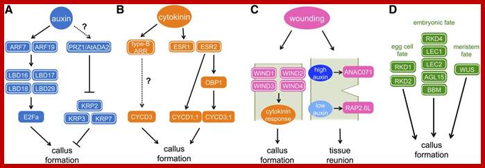 Description: http://www.plantcell.org/content/25/9/3159/F4.large.jpg