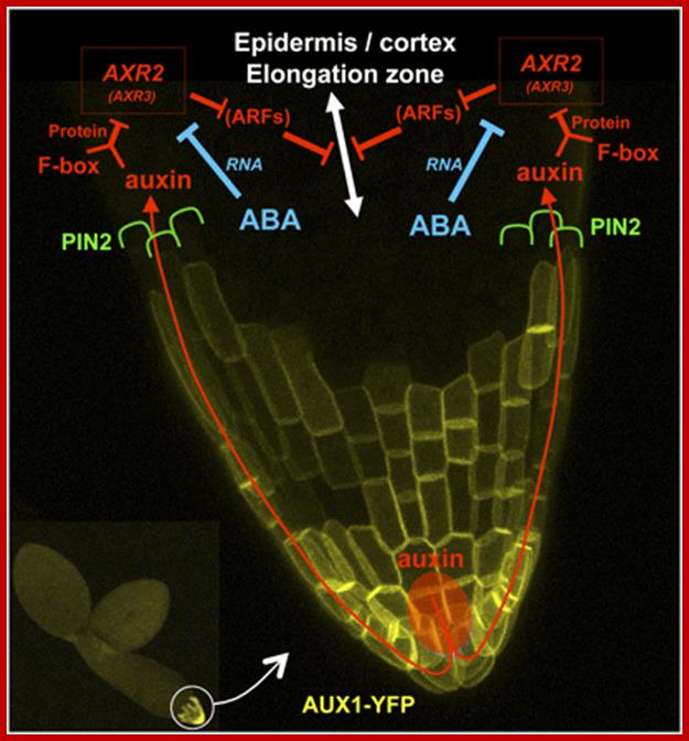 Figure 9.