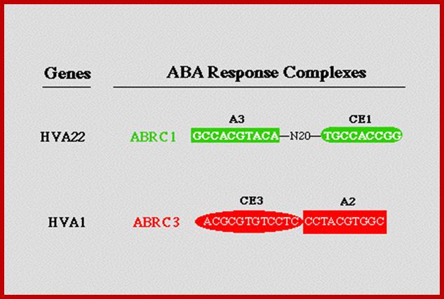 Description: http://www.biology.wustl.edu/faculty/ho/hopict3.gif