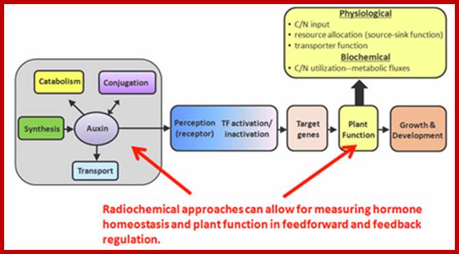 Description: https://www.bnl.gov/medical/RCIBI/plantImaging/images/Radiochem.jpg