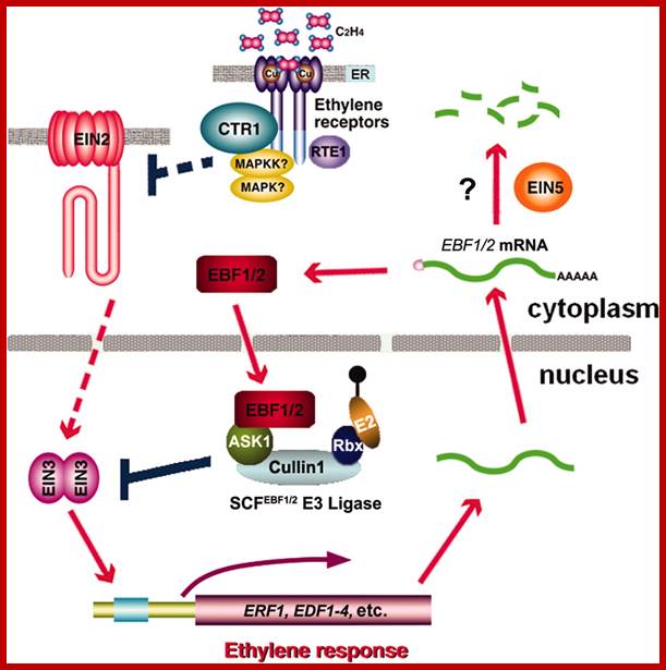 Description: http://www.pnas.org/content/103/36/13286/F6.large.jpg