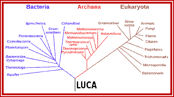 Phylogenetic tree showing the last universal common ancestor (LUCA) at the root. The major clades are the Bacteria on one hand, and the Archaea and Eukaryota on the other.