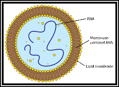 Hypothetical first cell on Earth