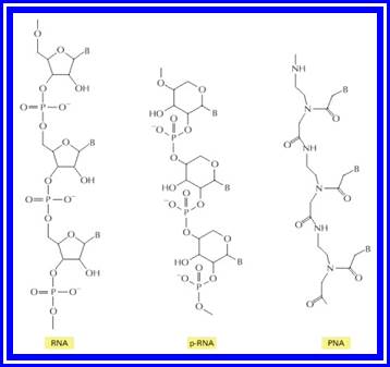 Figure 6-93. Structures of RNA and two related information-carrying polymers.