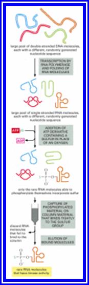 Figure 6-97. Beginning with a large pool of nucleic acid molecules synthesized in the laboratory, those rare RNA molecules that possess a specified catalytic activity can be isolated and studied.