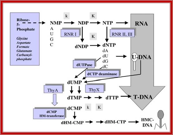 Figure 1. Metabolic pathways for RNA and DNA precursors biosynthesis: a palimpsest from the RNA to DNA world transition? The biosynthetic pathways for purine and pyrimidine nucleotides both start with ribose 5-monophosphate.