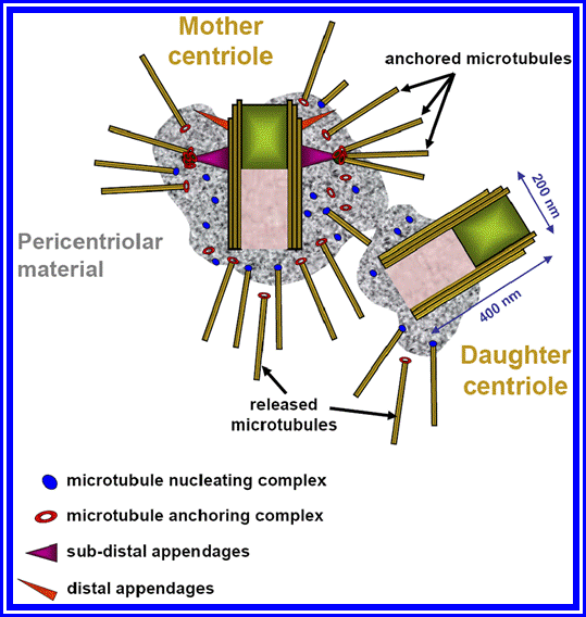 Organization of the centrosome in a typical animal somatic cells (during G0/G1 phase of the cell cycle) 