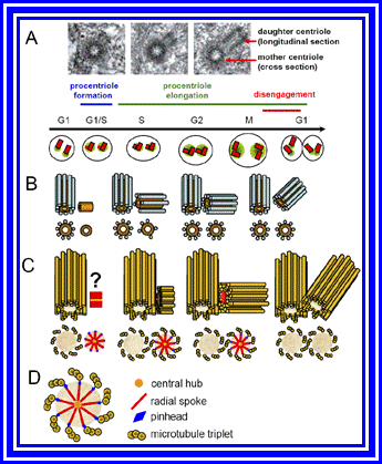 Centriole propagation via duplication of preexisting centrioles 