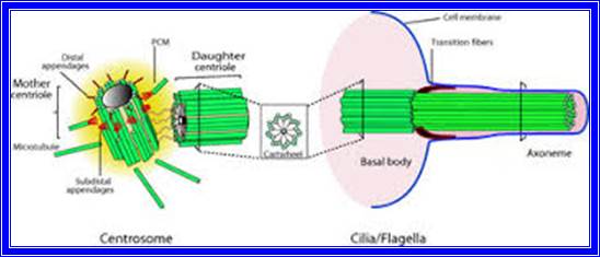 The dual role of centrioles in animals, either involved in cell... |  Download Scientific Diagram