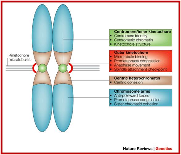 Determining centromere identity: cyclical stories and forking paths |  Nature Reviews Genetics